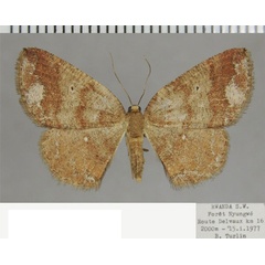 /filer/webapps/moths/media/images/A/andrica_Cabera_AF_ZSM.jpg