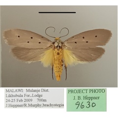 /filer/webapps/moths/media/images/R/rhomboidella_Ethmia_A_MGCLa_01.jpg