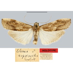 /filer/webapps/moths/media/images/A/aspersoides_Eilema_HT_MNHN.jpg