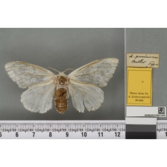 /filer/webapps/moths/media/images/P/pruinosa_Leucoma_HT_BMNHa.jpg