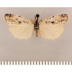 /filer/webapps/moths/media/images/F/favillacea_Pasteosia_AF_TMSA.jpg