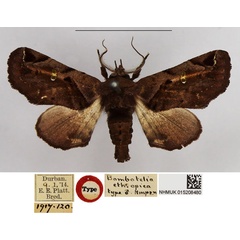 /filer/webapps/moths/media/images/E/ethiopica_Bombotelia_HT_NHMUK.jpg