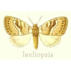 /filer/webapps/moths/media/images/L/laeliopsis_Dasychira_HT_Hering_27e.jpg