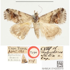 /filer/webapps/moths/media/images/S/sabia_Thalpochares_HT_BMNH.jpg