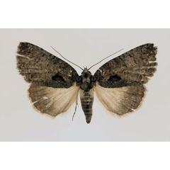 /filer/webapps/moths/media/images/E/erygidia_Prionofrontia_AF_RMCA.jpg