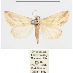 /filer/webapps/moths/media/images/F/flavida_Eublemma_AM_BMNH_01.jpg