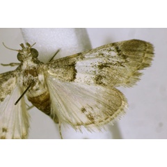 /filer/webapps/moths/media/images/D/dentilinealis_Otjipagapaga_A_JMonks.jpg