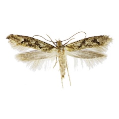 /filer/webapps/moths/media/images/A/africana_Kessleria_PT_Agassiz.jpg