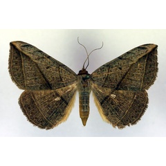 /filer/webapps/moths/media/images/P/pardus_Entomogramma_A_RMCA.jpg