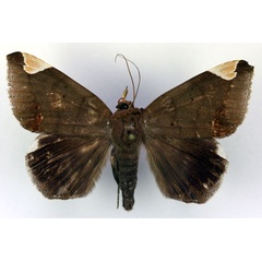 /filer/webapps/moths/media/images/J/jamesoni_Achaea_A_RMCA.jpg