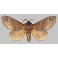 /filer/webapps/moths/media/images/P/purpurascens_Pachymeta_STM_SNHM.jpg