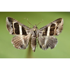 /filer/webapps/moths/media/images/E/exclusiva_Grammodes_AF_Butler.jpg