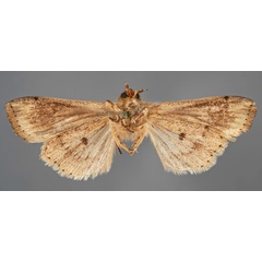 /filer/webapps/moths/media/images/I/inangulata_Borolia_AT_MfNb.jpg