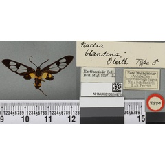 /filer/webapps/moths/media/images/B/blandina_Naclia_LT_BMNHa.jpg