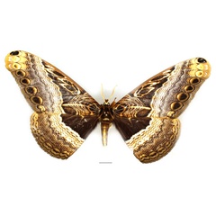/filer/webapps/moths/media/images/O/ostentator_Dactyloceras_AM_Basquin_02.jpg