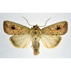 /filer/webapps/moths/media/images/B/brantsii_Mythimna_AM_NHMO.jpg