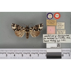 /filer/webapps/moths/media/images/L/leucopicta_Trachea_LT_BMNHa.jpg