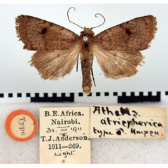 /filer/webapps/moths/media/images/A/atrispherica_Athetis_ST_BMNH.jpg
