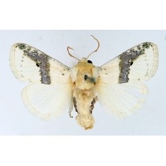 /filer/webapps/moths/media/images/C/chionostola_Afraltha_AM_TMSA.jpg