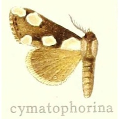 /filer/webapps/moths/media/images/C/cymatophorina_Dasychira_HT_Hering_27c.jpg