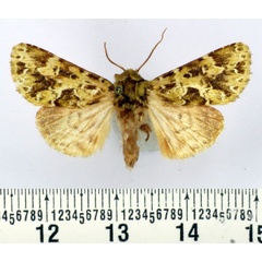 /filer/webapps/moths/media/images/V/virescens_Nyodes_AM_BMNH.jpg