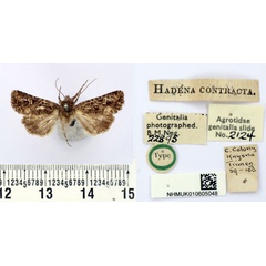 /filer/webapps/moths/media/images/C/contracta_Hadena_HT_BMNH.jpg