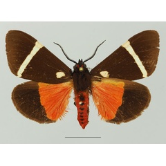/filer/webapps/moths/media/images/S/sanguinea_Fodinoidea_AM_Basquin_01a.jpg