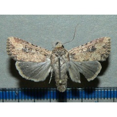 /filer/webapps/moths/media/images/L/languida_Mythimna_A_Goff.jpg