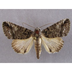 /filer/webapps/moths/media/images/P/phaeocyma_Tytroca_A_Baron_01.jpg