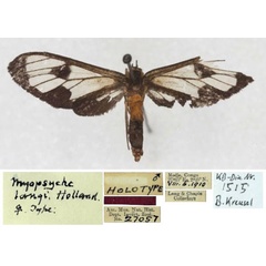 /filer/webapps/moths/media/images/L/langi_Myopsyche_HT_AMNH_01.jpg