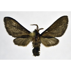 /filer/webapps/moths/media/images/H/holobrunnea_Anapisa_AM_NHMO.jpg