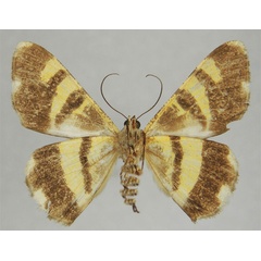 /filer/webapps/moths/media/images/B/bicolor_Dorsifulcrum_HT_ZSMb.jpg
