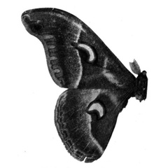 /filer/webapps/moths/media/images/N/nubilosa_Drepanoptera_HT_Testout_1938_1.jpg