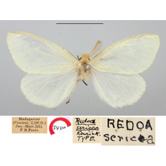 /filer/webapps/moths/media/images/S/sericea_Redoa_HT_BMNH.jpg