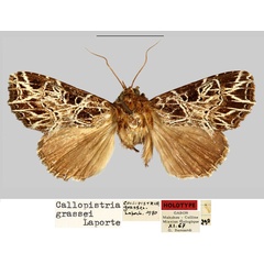 /filer/webapps/moths/media/images/G/grassei_Callopistria_HT_MNHN.jpg