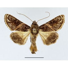 /filer/webapps/moths/media/images/E/euchroa_Ctenoplusia_AM_Basquin.jpg