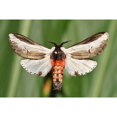 /filer/webapps/moths/media/images/S/serena_Galona_A_Butler.jpg