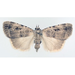 /filer/webapps/moths/media/images/N/nigristria_Hypotacha_AM_TMSA_02.jpg