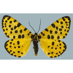 /filer/webapps/moths/media/images/L/lepida_Zerenopsis_AF_Staude_01.jpg