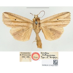 /filer/webapps/moths/media/images/M/metasarca_Borolia_STM_BMNH.jpg