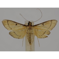 /filer/webapps/moths/media/images/A/aureolalis_Bradina_AF_BMNH.jpg