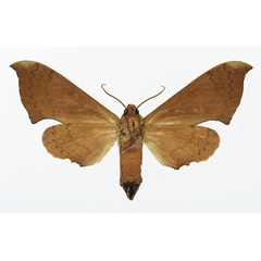 /filer/webapps/moths/media/images/A/anochus_Polyptychus_AF_Basquin_02.jpg