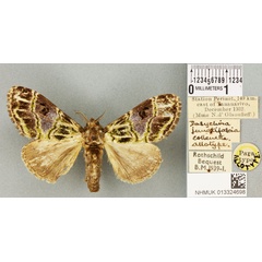 /filer/webapps/moths/media/images/J/junctifascia_Dasychira_AT_BMNHa.jpg