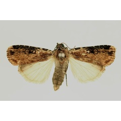 /filer/webapps/moths/media/images/E/epipyria_Amazonides_AF_RMCA.jpg