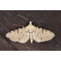 /filer/webapps/moths/media/images/S/sagittata_Eupithecia_A_Heyns.jpg