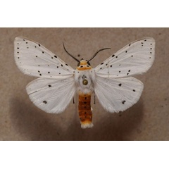/filer/webapps/moths/media/images/P/punctulatum_Micralarctia_A_Butler.jpg