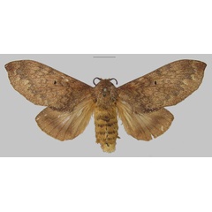 /filer/webapps/moths/media/images/F/forficulatus_Gastroplakaeis_AF_MfN.jpg