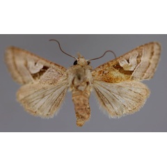 /filer/webapps/moths/media/images/S/subrosacea_Conservula_A_RMCA_01.jpg