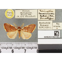 /filer/webapps/moths/media/images/L/leucocloea_Perinetia_PTM_BMNH.jpg