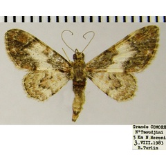 /filer/webapps/moths/media/images/R/rubricata_Gymnoscelis_AM_ZSM.jpg